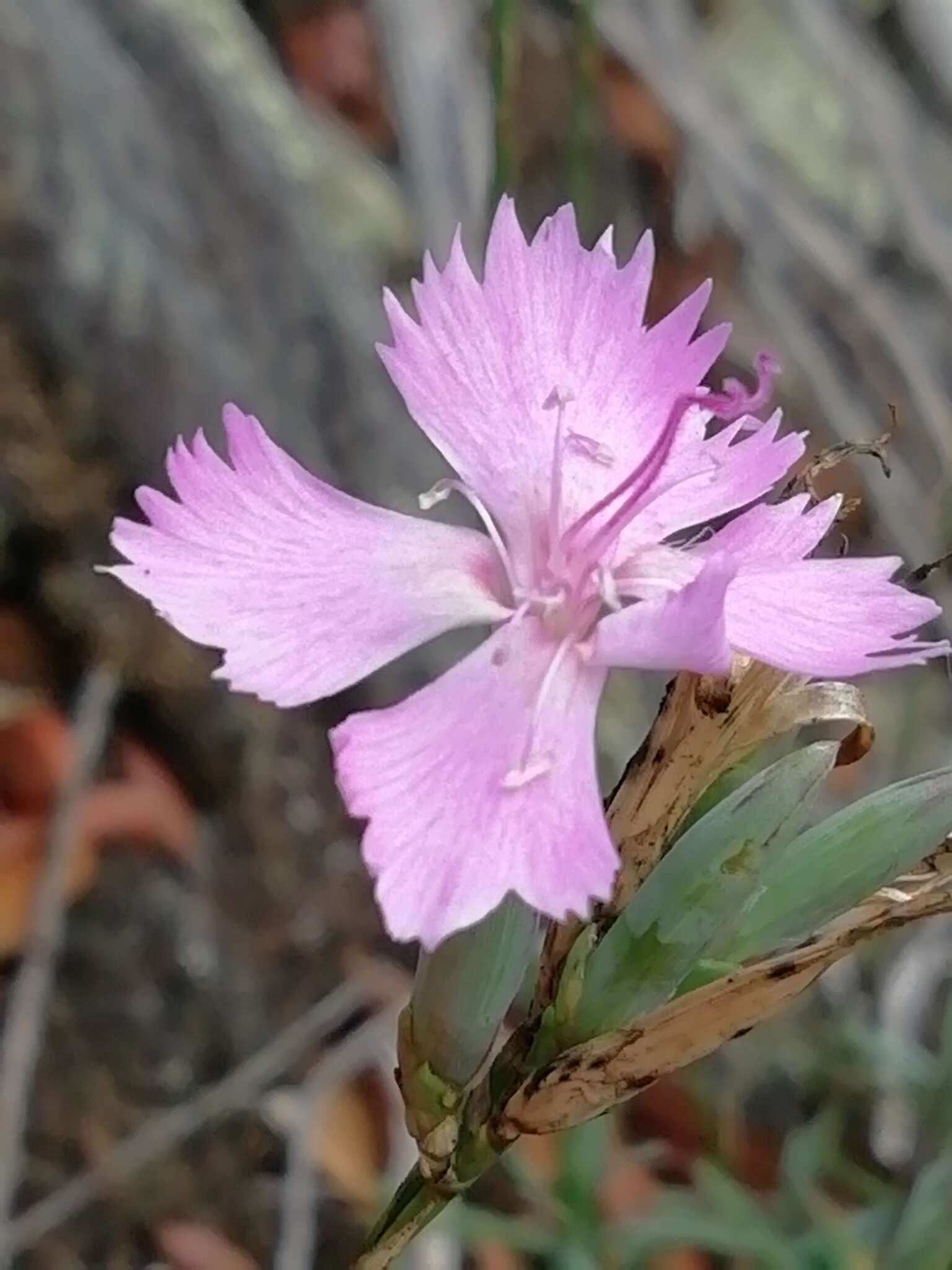 Image of Dianthus ferrugineus Miller