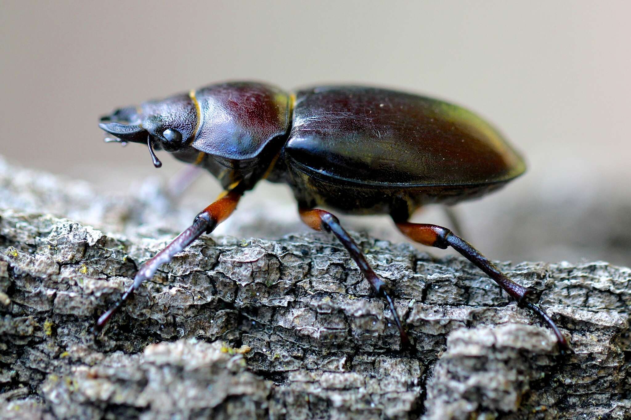 Lucanus (Pseudolucanus) capreolus (Linnaeus 1763)的圖片