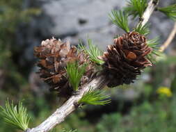 Imagem de Larix decidua var. decidua