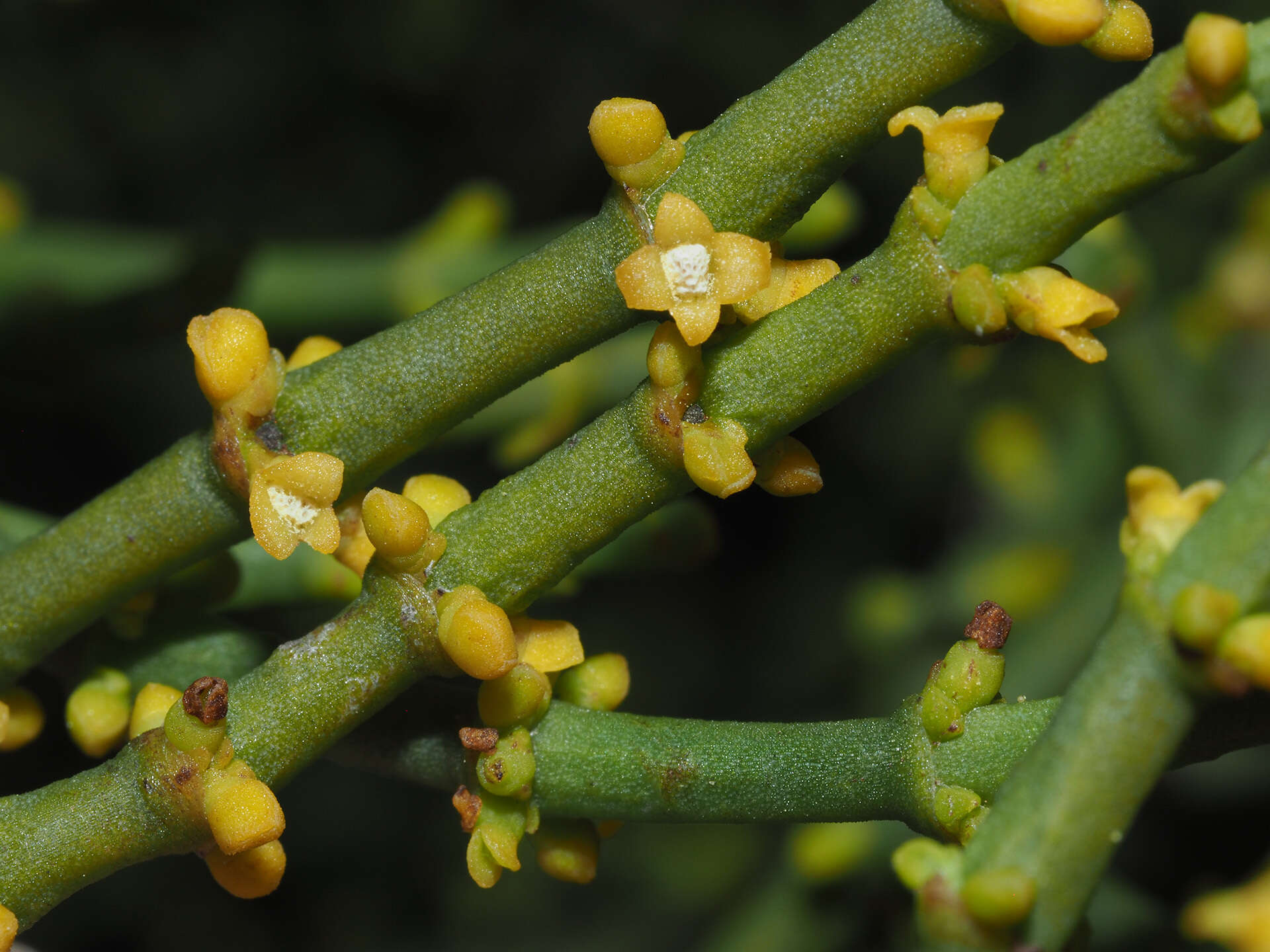 Image of Hooley Mistletoe