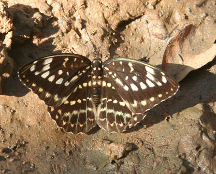 Image of Lexias pardalis jadeitina