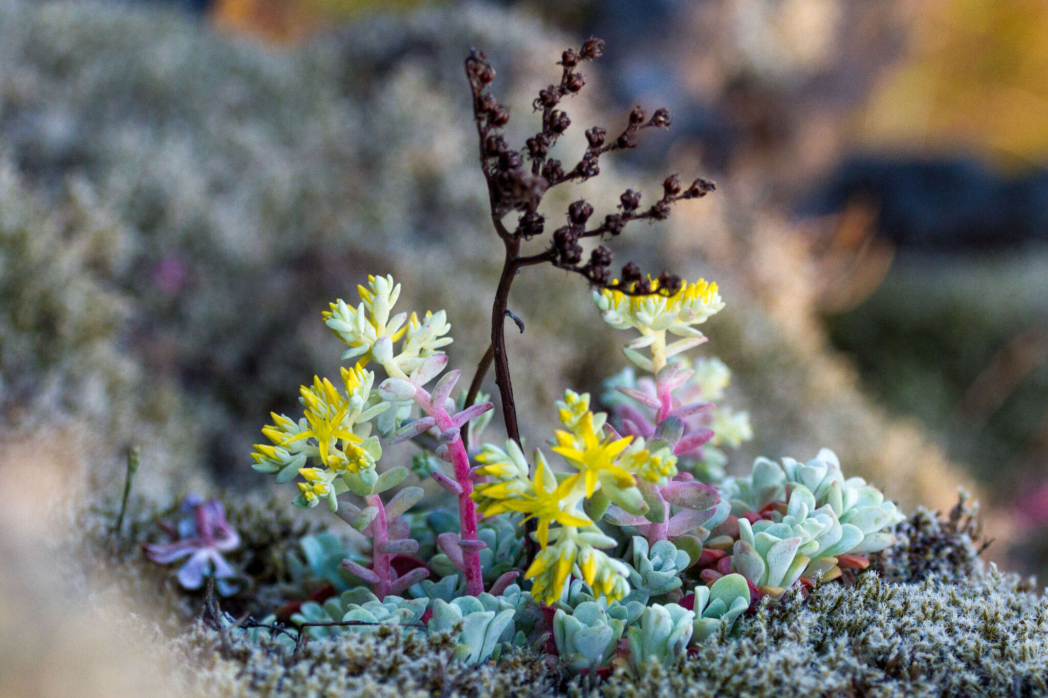 Imagem de Sedum spathulifolium Hook.