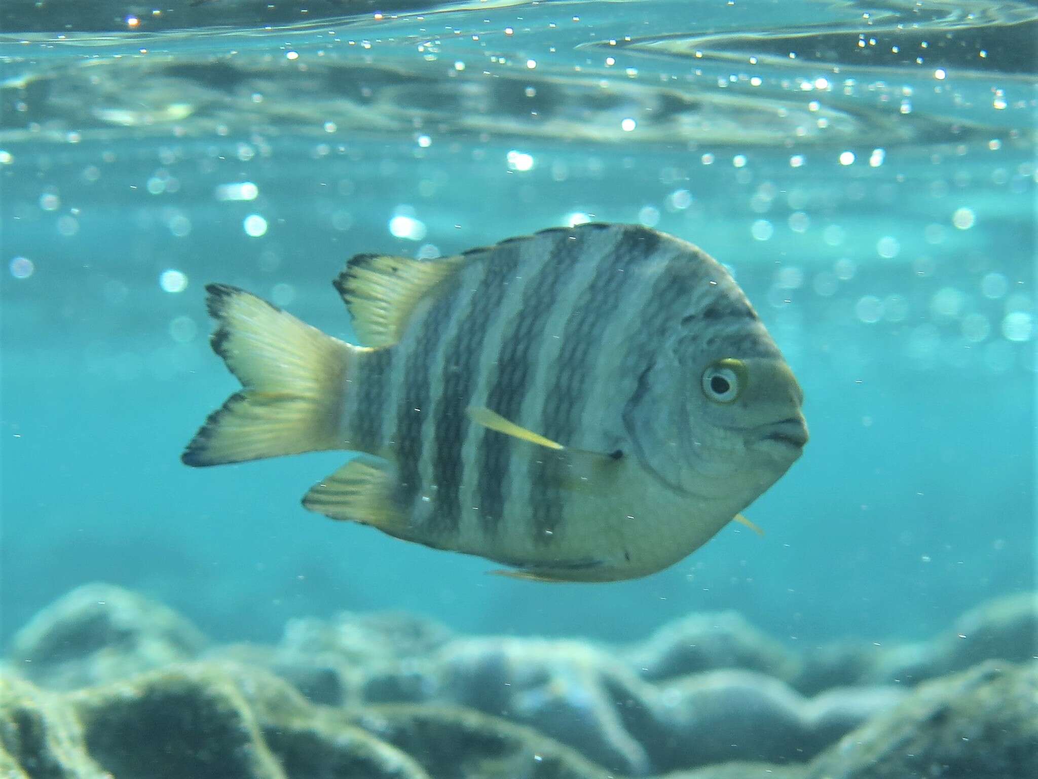 Image of Banded sergeant