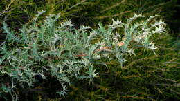 Imagem de <i>Banksia <i>armata</i></i> var. armata