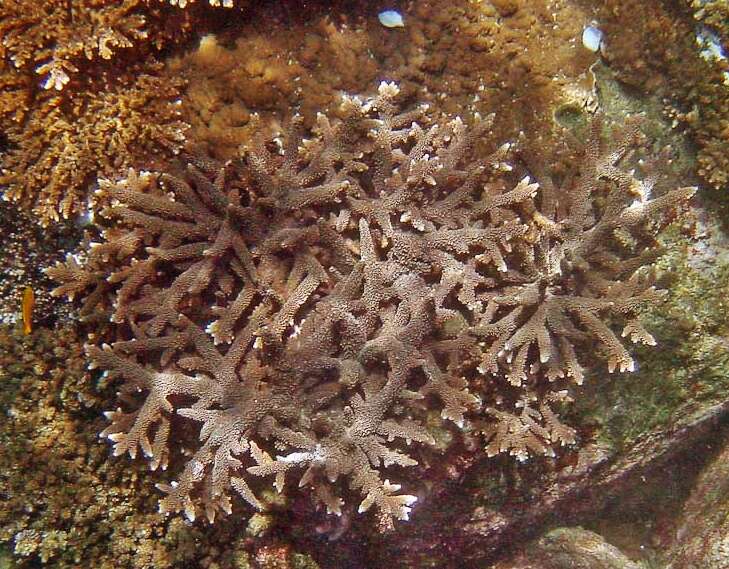 Imagem de Acropora grandis (Brook 1892)