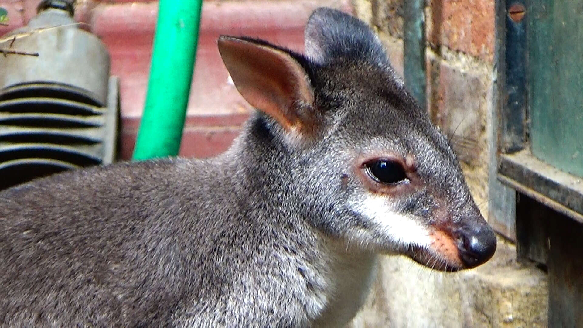 Image of Dusky Pademelon