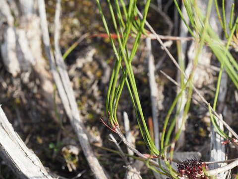 Image of Melaleuca schaueri (Lehm.) Craven & R. D. Edwards