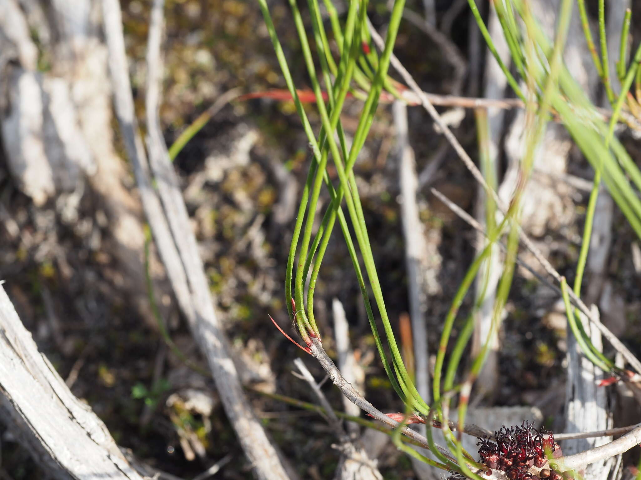 Image of Melaleuca schaueri (Lehm.) Craven & R. D. Edwards