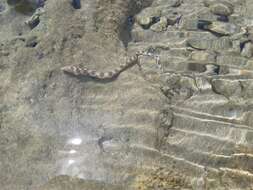 Image of Dark-spotted Snake Eel