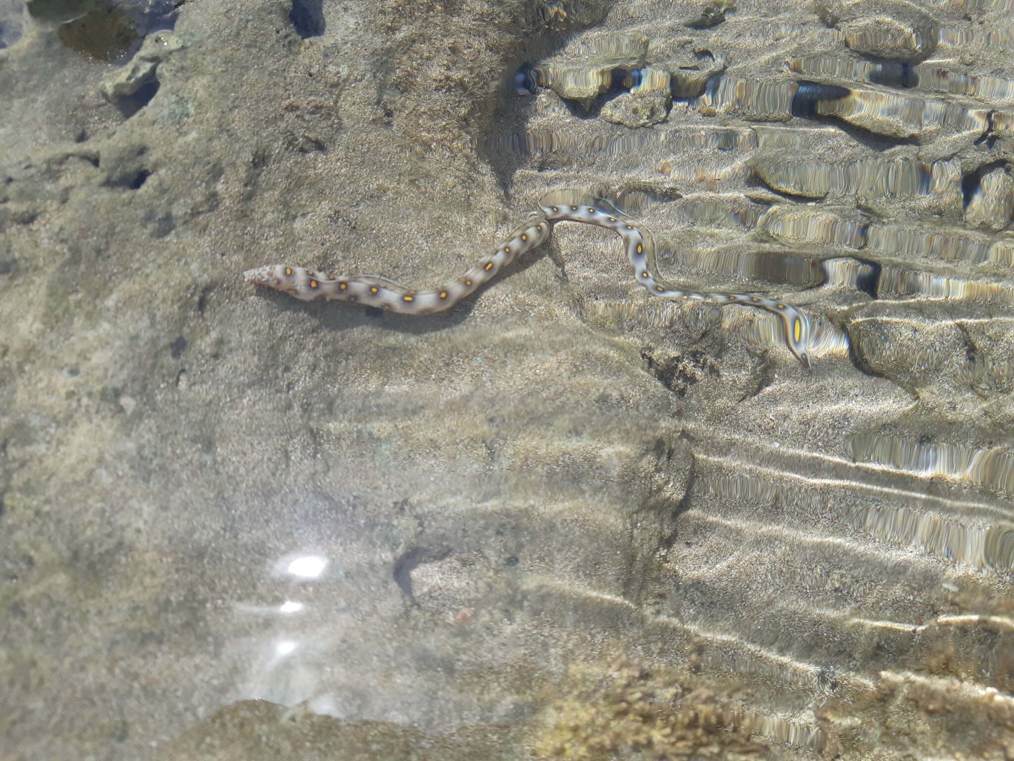 Image of Dark-spotted Snake Eel