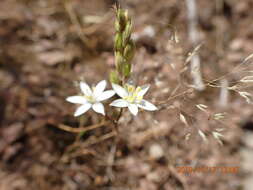 Image of Ornithogalum hispidum Hornem.