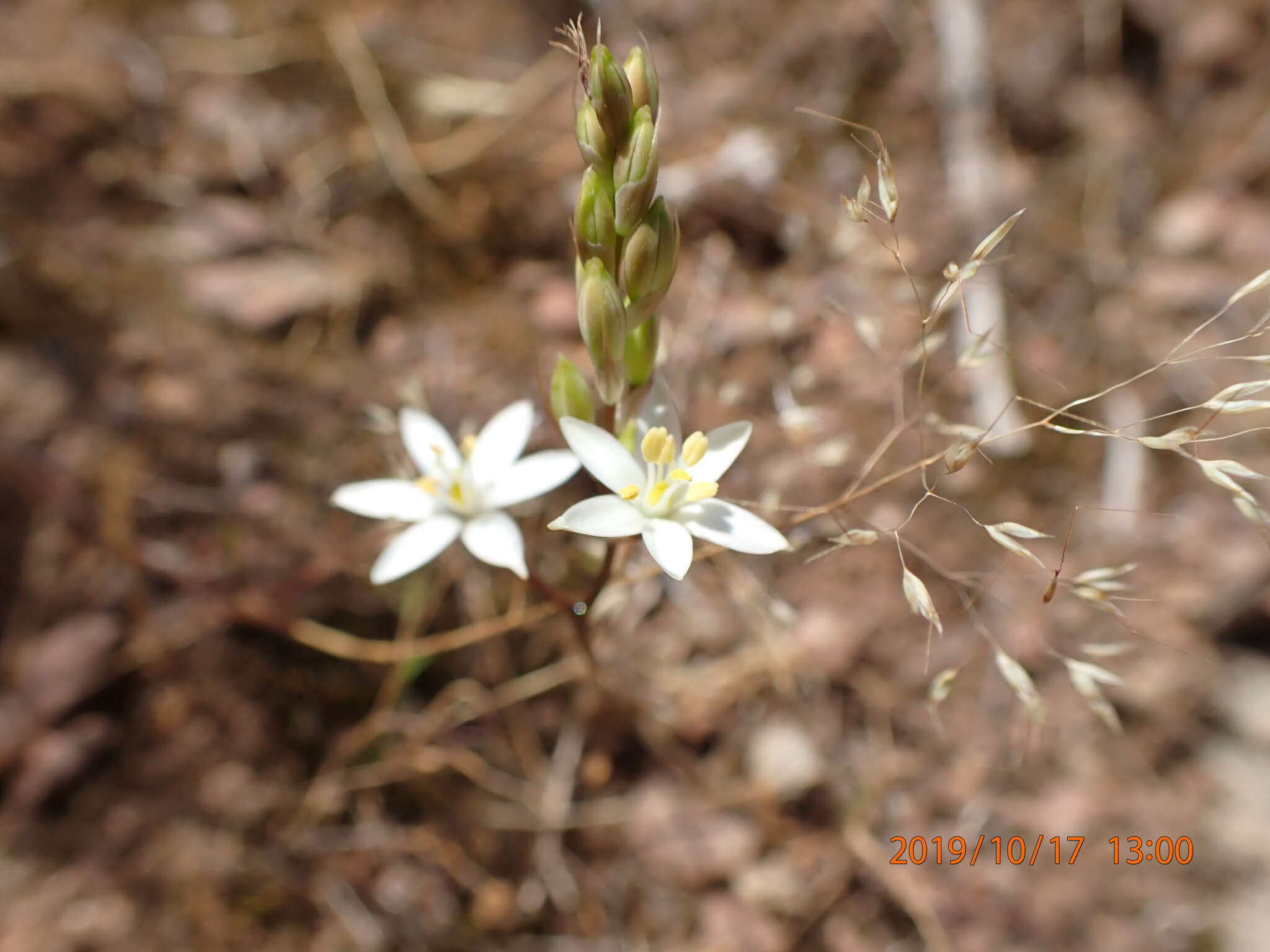 Image of Ornithogalum hispidum Hornem.