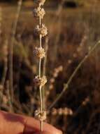 Image of wand buckwheat