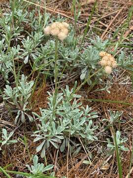 Imagem de Antennaria umbrinella Rydb.