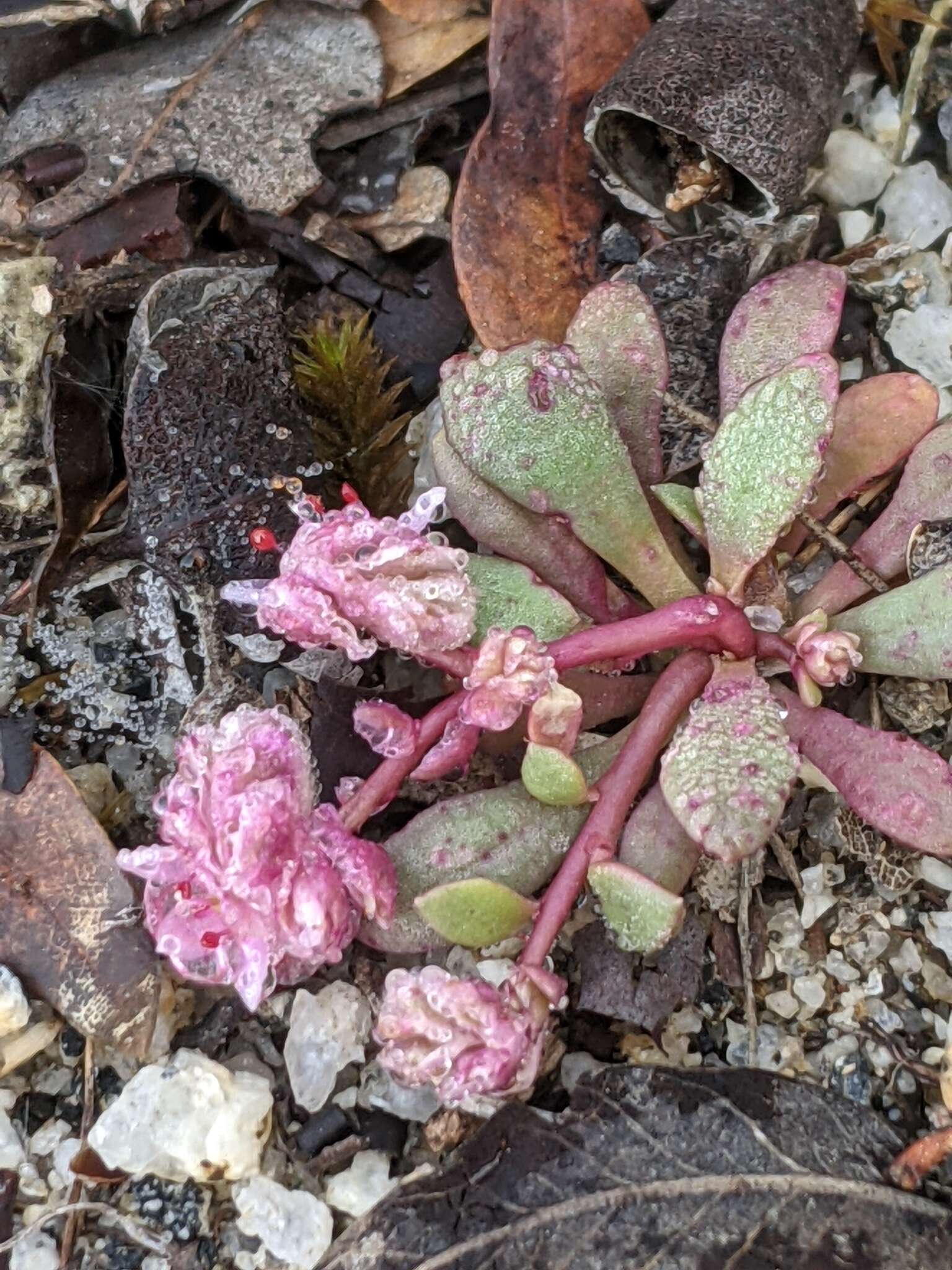 Image of Mariposa pussypaws