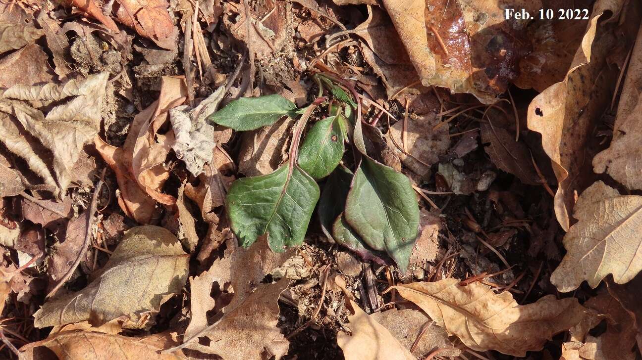 Image of Pyrola japonica Klenze ex Alef.