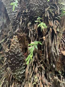 Image de Tmesipteris parva Wakef.