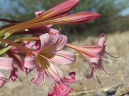 Image of Ammocharis deserticola Snijman & Kolberg