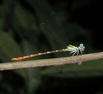 Image of Rhinagrion hainanense Wilson & Reels 2001