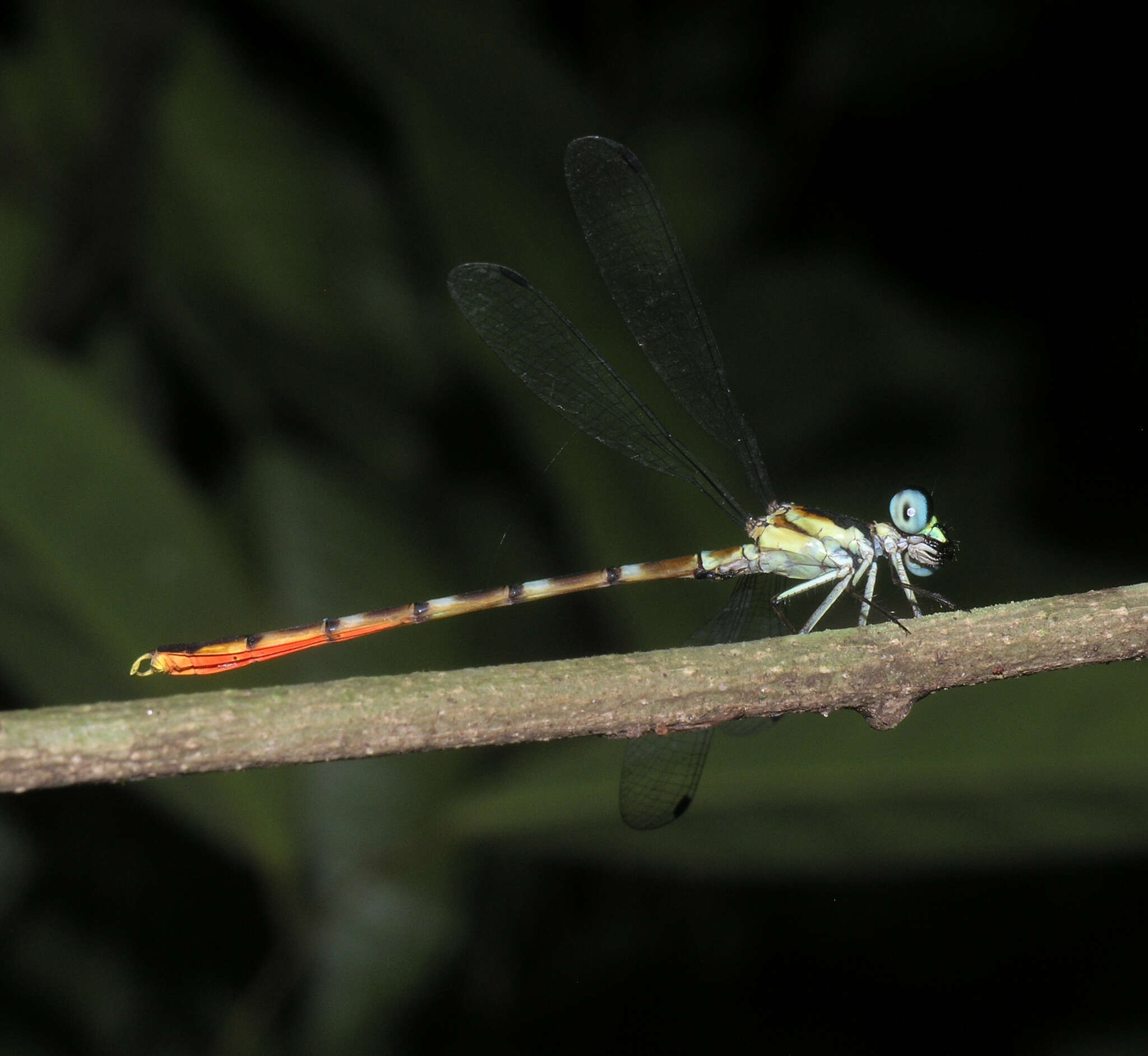 Imagem de Rhinagrion hainanense Wilson & Reels 2001