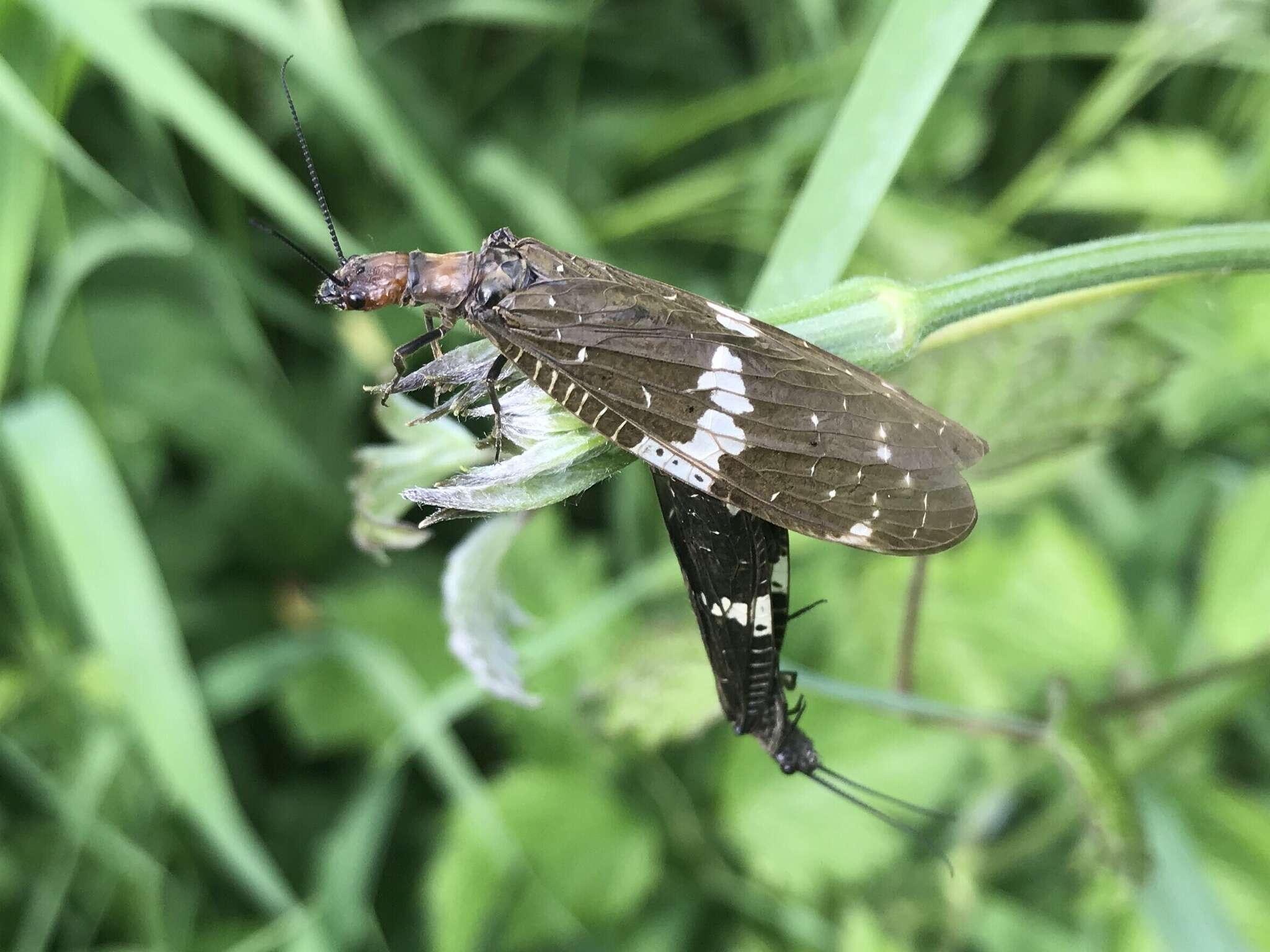 Слика од Nigronia serricornis (Say ex Keating 1824)