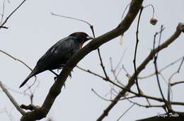 Image of Chestnut-capped Blackbird