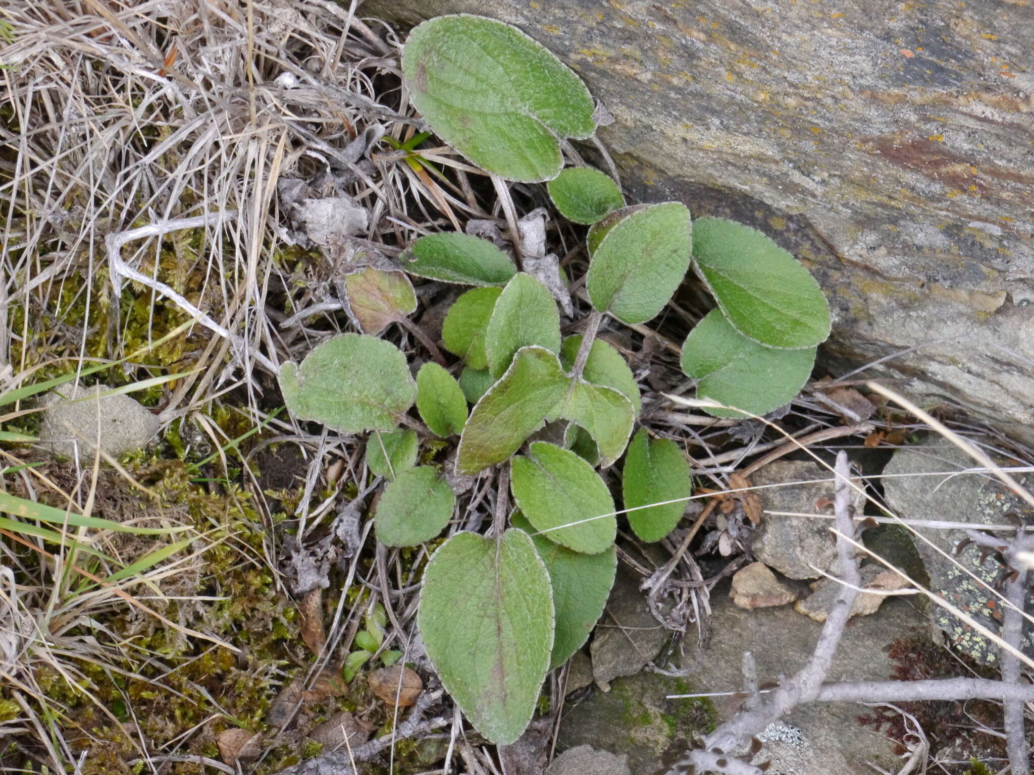 Image of Brachyglottis southlandica (Cockayne) B. Nord.