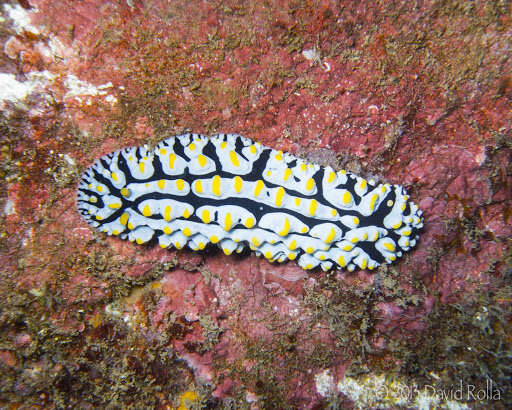 Image of Lumpy black bluegrey orange slug