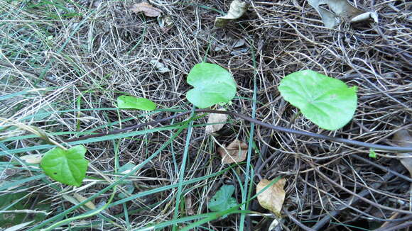 Image of Stephania japonica var. discolor (Bl.) Forman