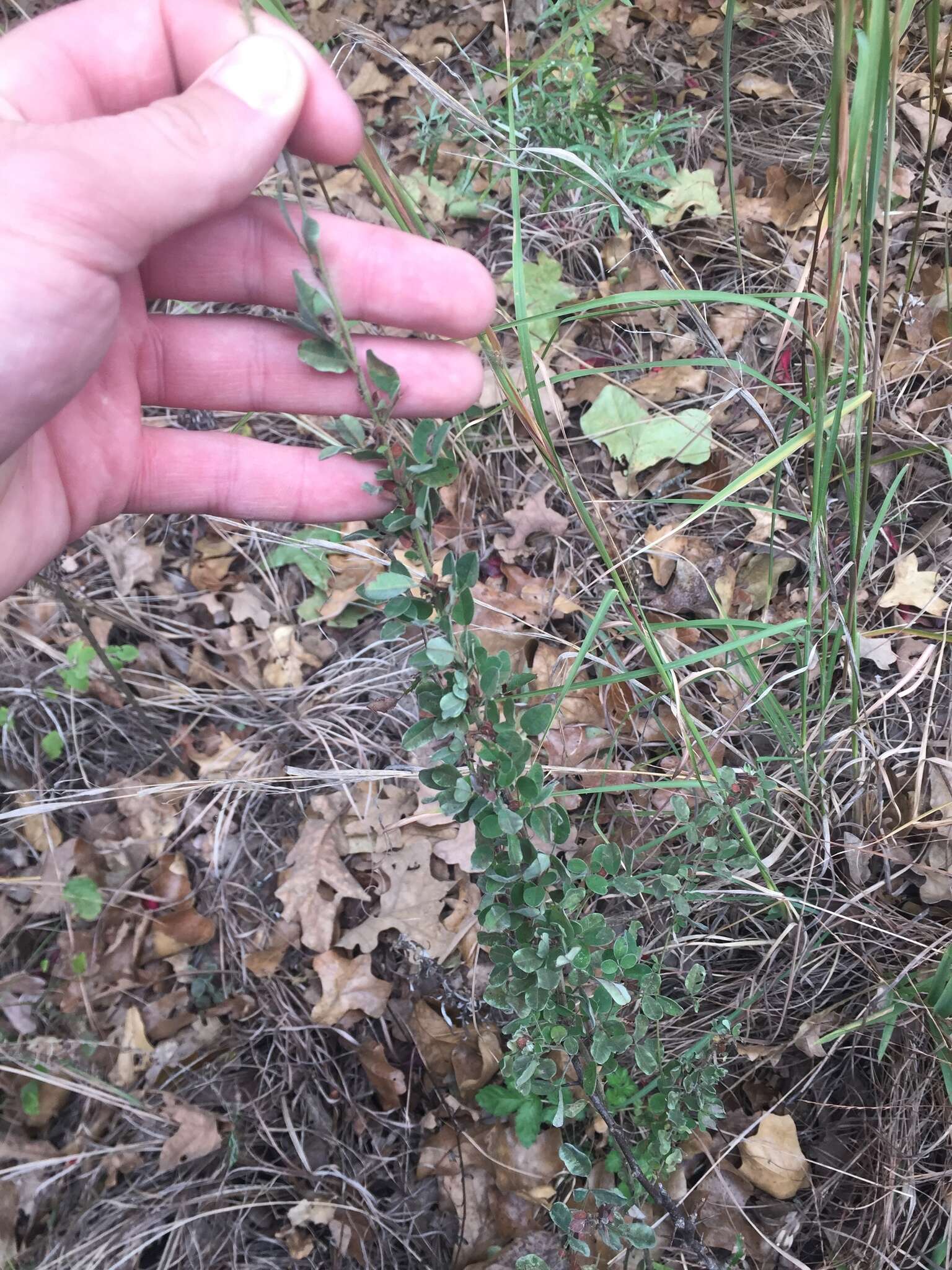 Lespedeza virginica (L.) Britton的圖片