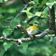 Image of Chestnut-flanked White-eye