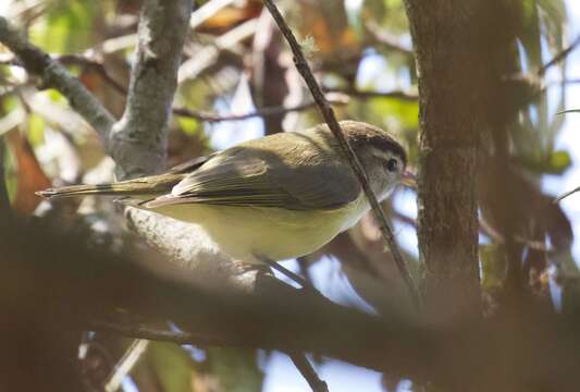 Imagem de Vireo leucophrys (Lafresnaye 1844)