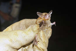 Image of Northern Long-Eared Bat