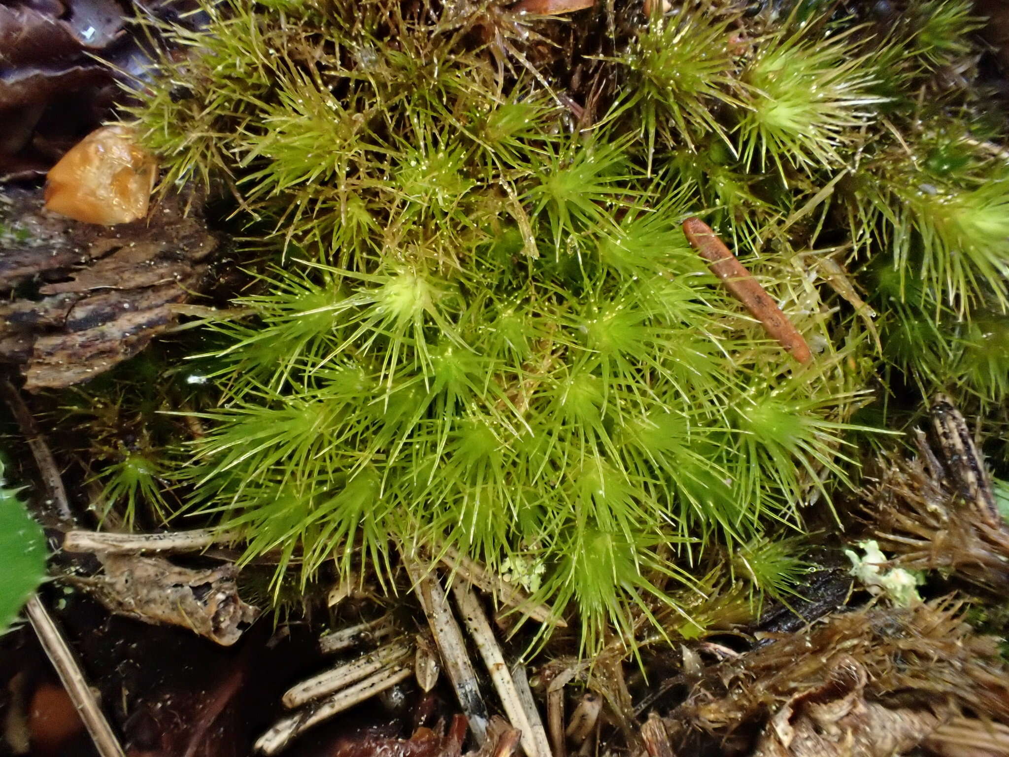 Image of brittle swan-neck moss