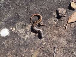 Image of Copper-Tailed Skink