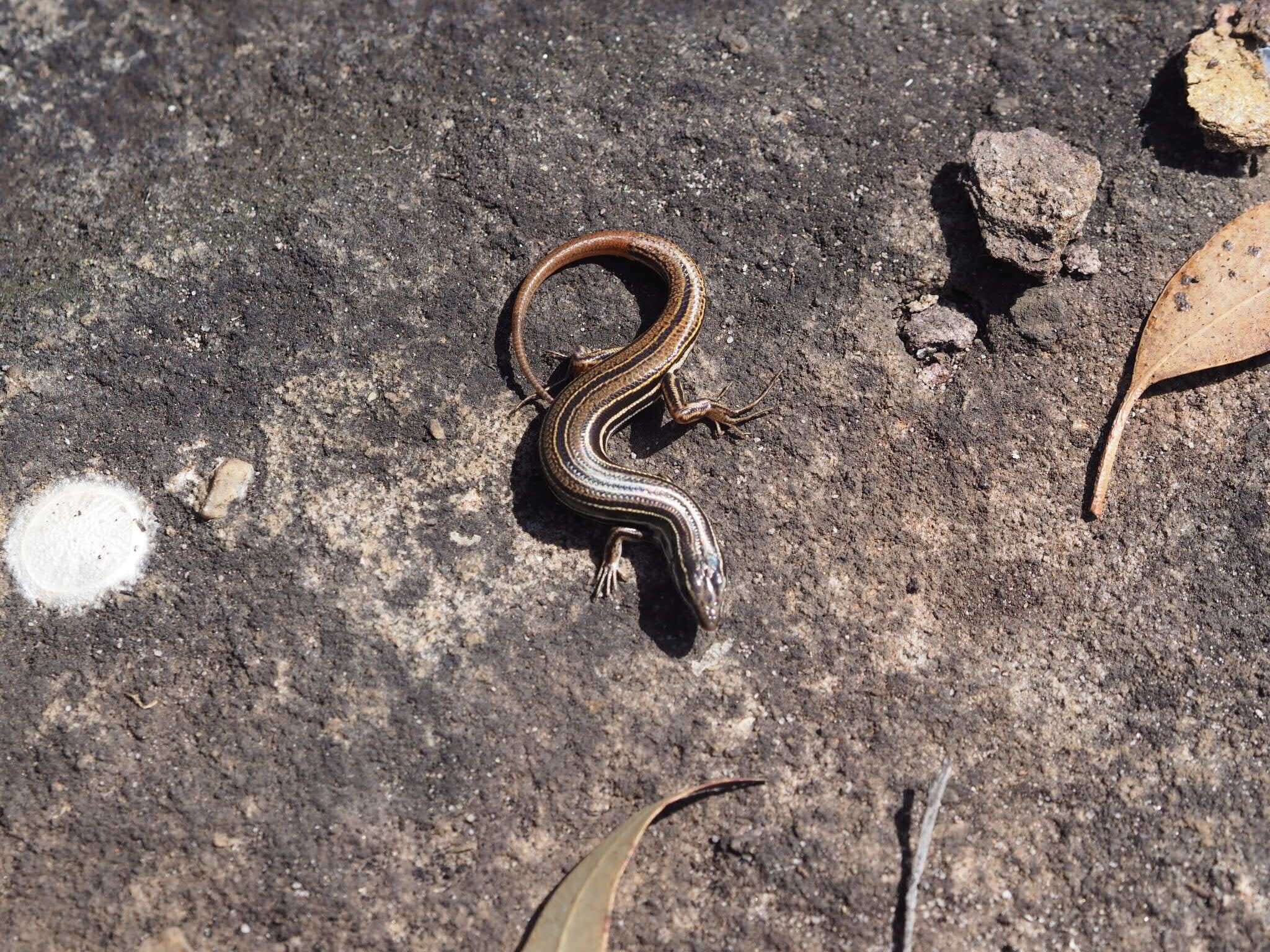 Imagem de Ctenotus taeniolatus (White 1790)