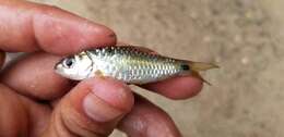 Image of Scarlet banded barb