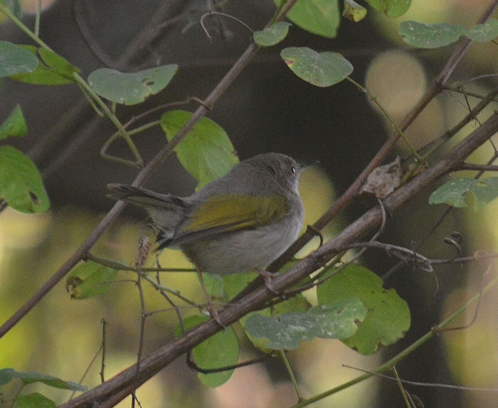 Image of Camaroptera Sundevall 1850