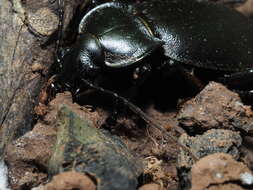 Image of Carabus (Procrustes) banonii Dejean 1829