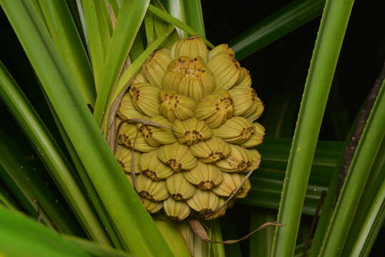 Image of Pandanus bernardii H. St. John ex Callm.