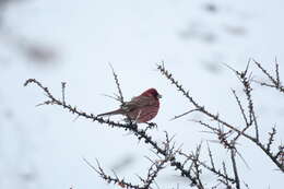 Image of Great Rosefinch