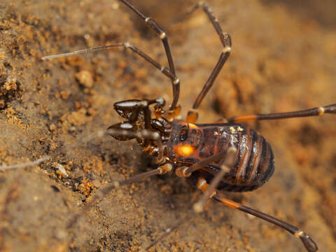 Image de <i>Pseudobiantes japonicus</i>