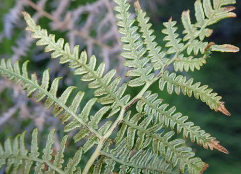 Image of Bracken