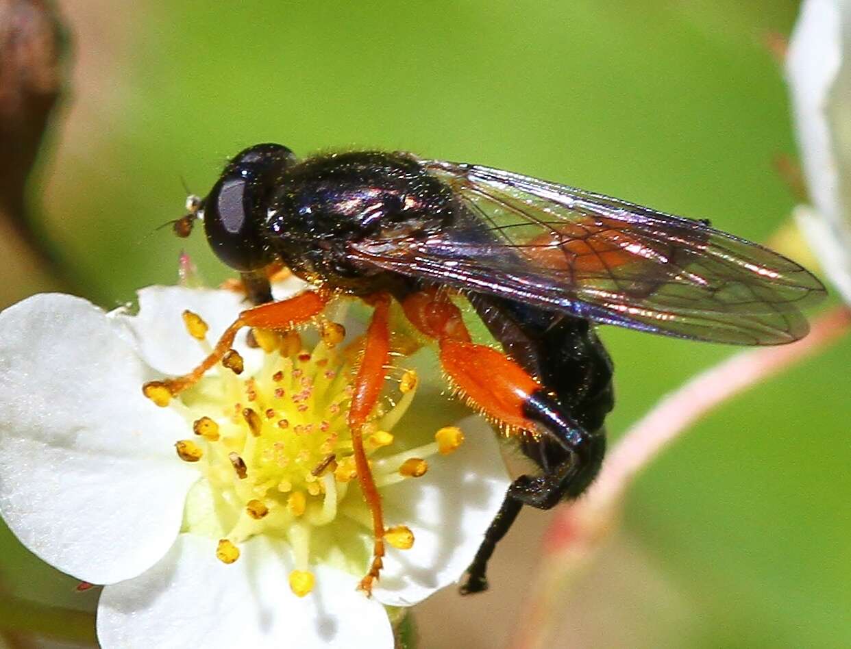 Image of Chalcosyrphus vecors (Osten Sacken 1875)