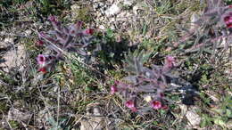 Image of Nonea taurica (Ledeb.) Ledeb.