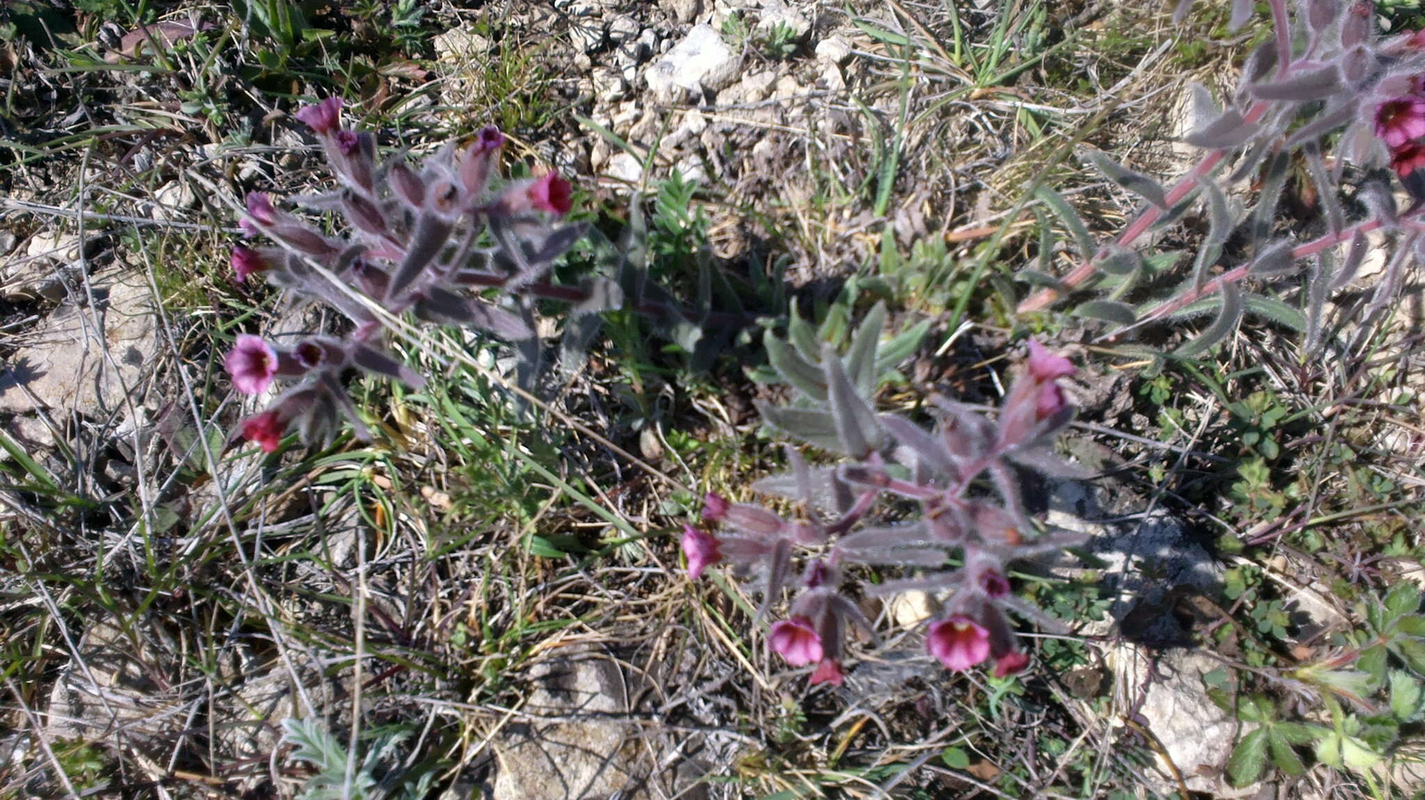 Image of Nonea taurica (Ledeb.) Ledeb.