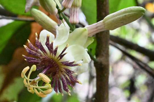 Image of Passiflora jussieui Feuillet