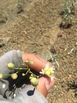 Image of cliff desertdandelion