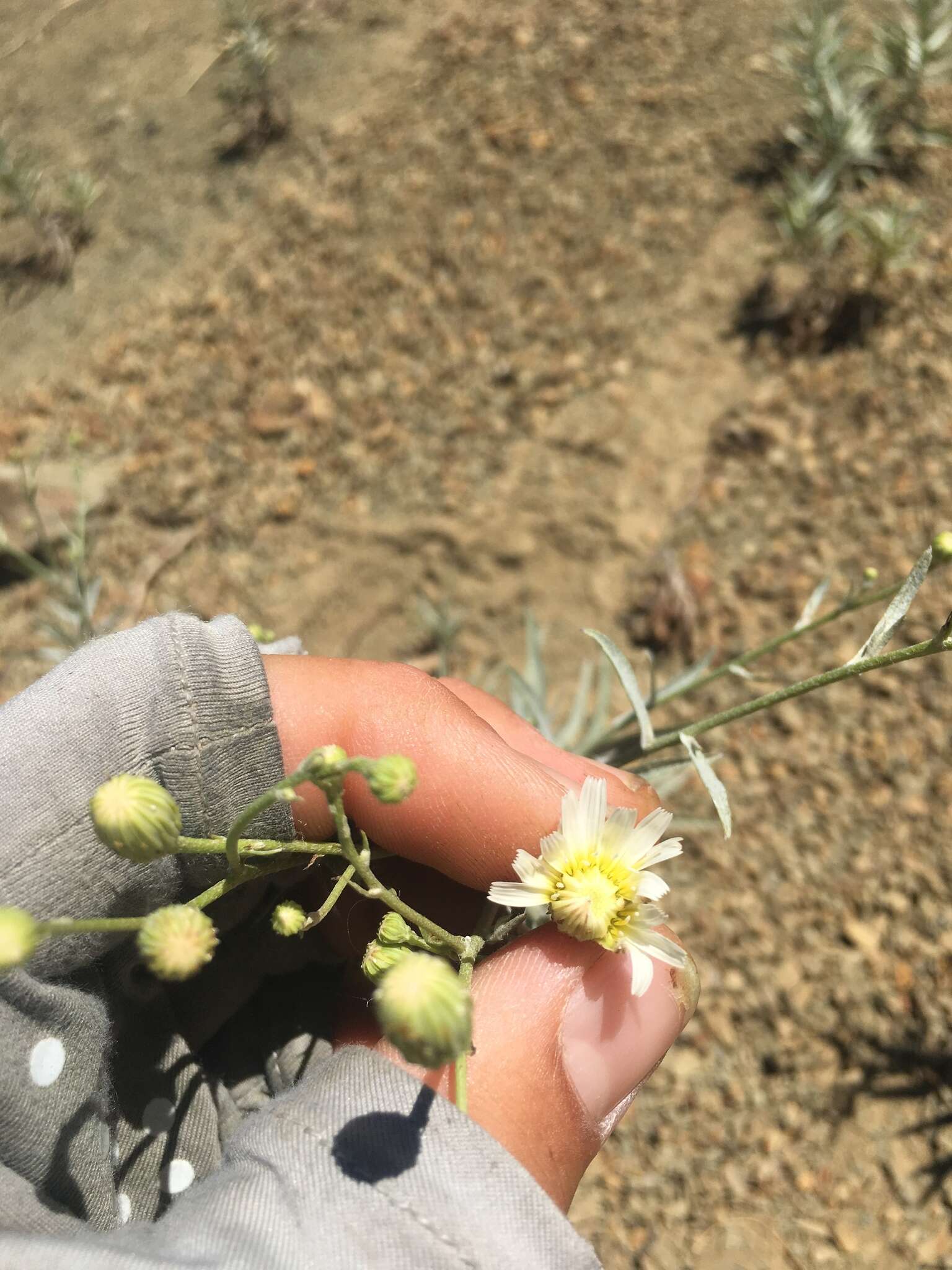 Image of cliff desertdandelion