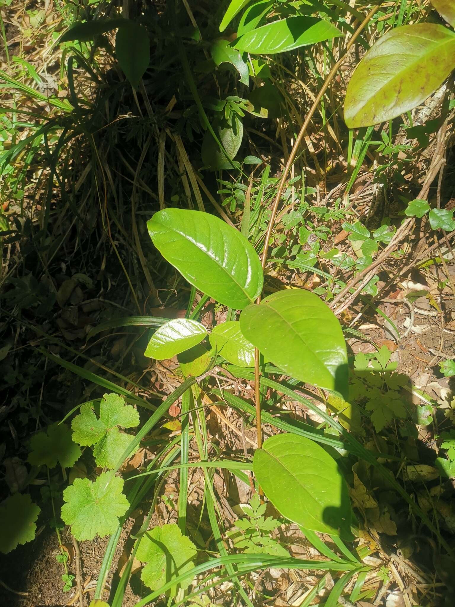 Image of Mandevilla pubescens (Willd. ex Roem. & Schult.) J. F. Morales